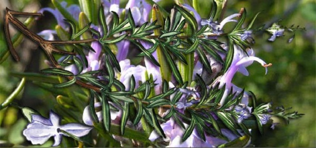 Mosquito Herbs: Rosemary