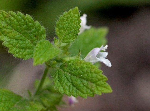 Control de mosquits: Melissa