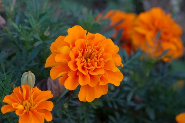 Hoe zich te ontdoen van muggen in het huis: goudsbloemen