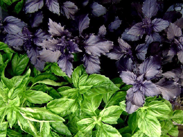 How to Fight Mosquitoes: Basil