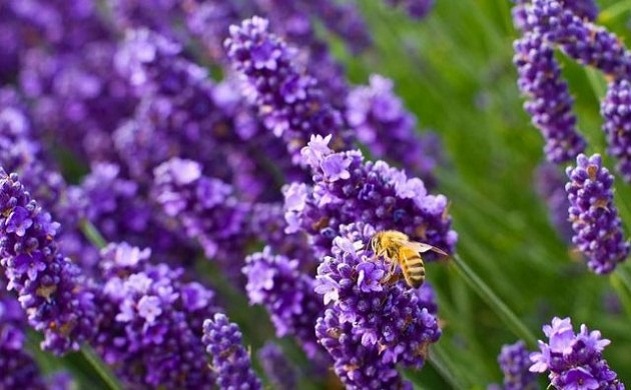 How to Get Rid of Mosquitoes: Lavender