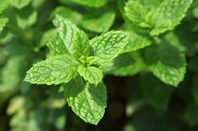 How to get rid of mosquitoes in the house: Peppermint