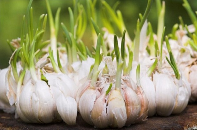 How to get rid of mosquitoes in the house: Garlic