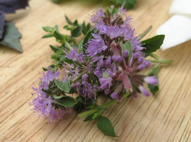 How to Destroy Mosquitoes in the House: Swamp Mint