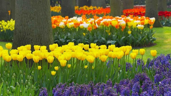 Aménagement du jardin: photos, idées pour le jardin